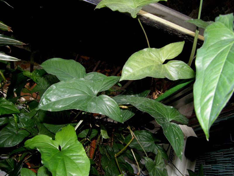 Syngonium podophyllum (Araceae)